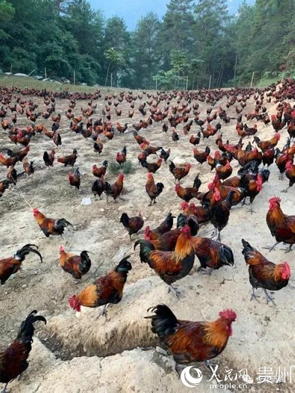 雙河村村民養雞場。