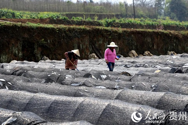 常豐社區辣椒種植基地。萬飄陽 攝