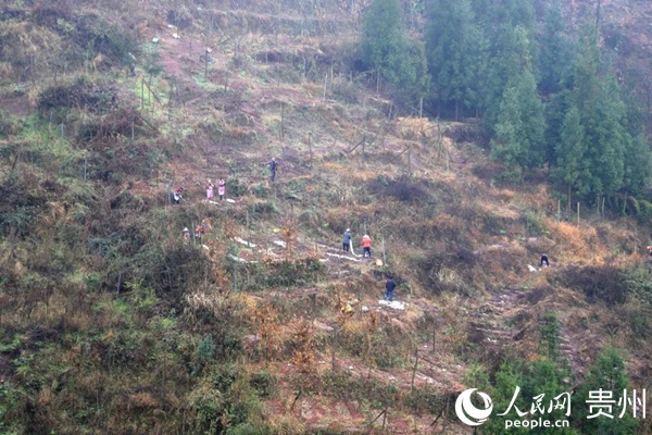 潤豐合作社天麻種植基地。萬飄陽 攝
