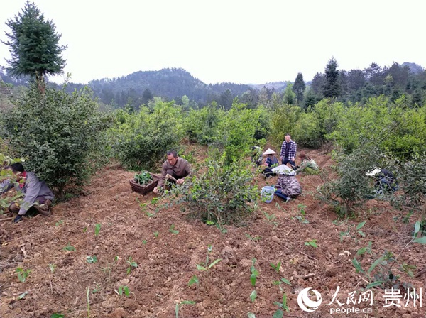 村民在天馬鎮干塘村千畝油茶林下套種1000畝中藥材黃精。王倩倩 攝
