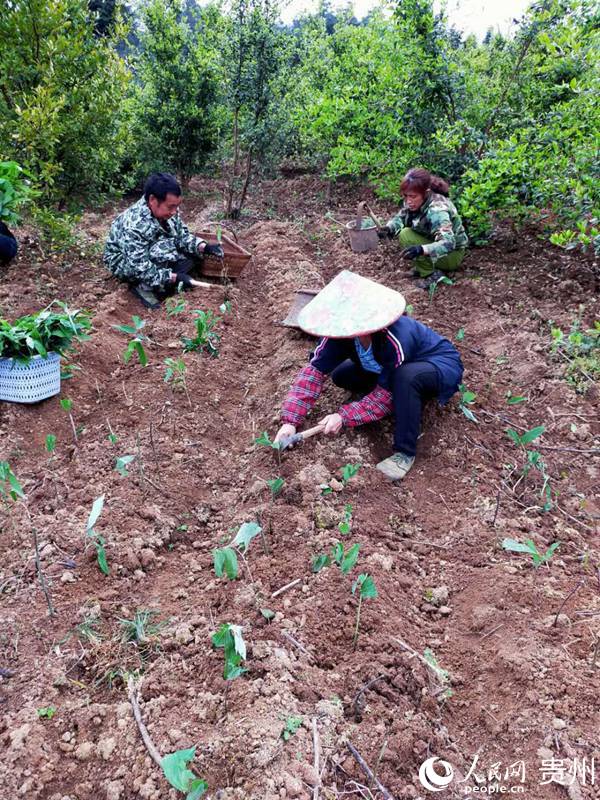 天馬鎮干塘村村民在千畝油茶林下套種中藥材黃精。王倩倩 攝