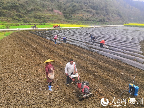 村民在客樓鎮陀子坳村的煙地裡起壟、蓋膜，為烤煙移栽做准備。楊俊 攝