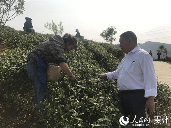周武向村民了解採茶收入情況。西秀區委外宣辦供圖