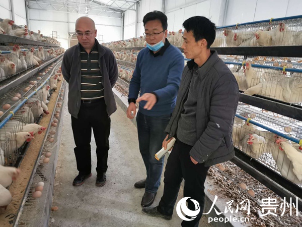 指導深度貧困村當鳩村福民合作社蛋雞養殖技術指導。