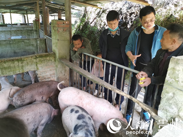 指導平江鎮德臘村致富帶頭人盤昌躍生豬養殖技術。