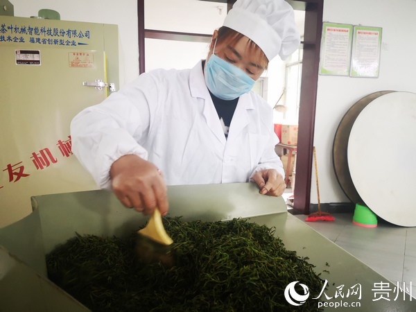 贵州同城有你文化产业有限公司工人正在加工茶叶 陈娟 摄