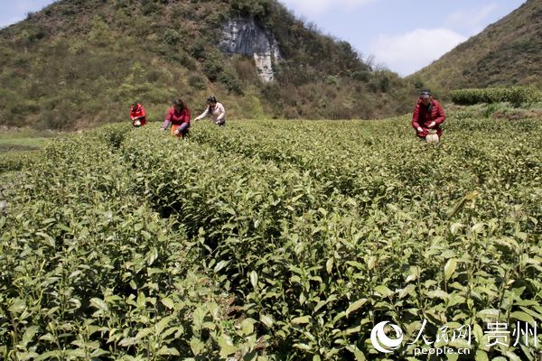 村民正在採摘茶葉。付猛 攝