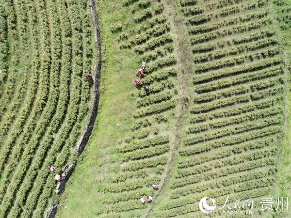 航拍重山村茶葉產業基地，村民正在採摘茶葉。付猛 攝 