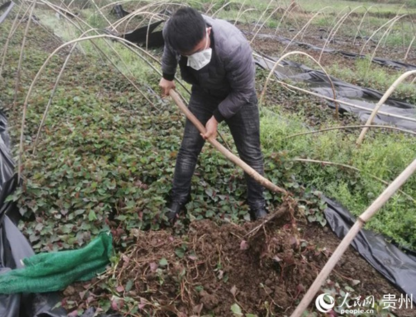 工人正在挖折耳根.