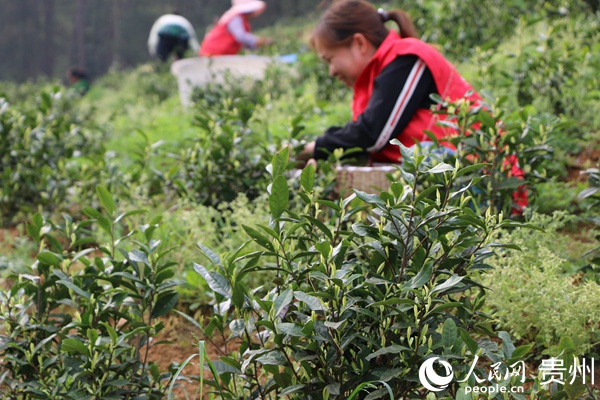 翟家壩白茶基地上，每到採茶旺盛期，每天約有200多名工人上山採茶。王永美 攝