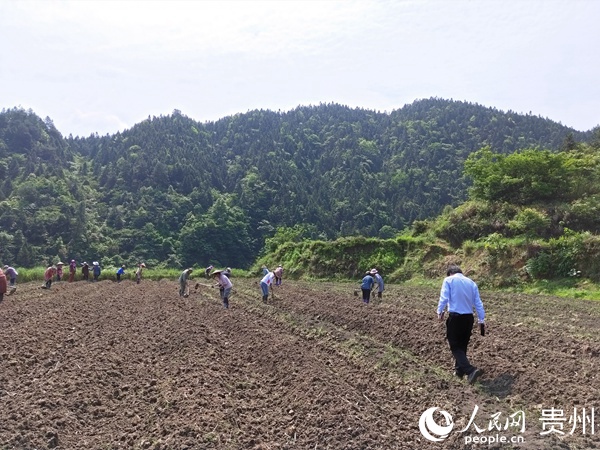 社员在旱田种植魔芋。王华东 摄