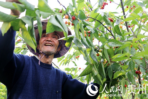 村民在付正軍瑪瑙紅櫻桃基地裡採摘成熟的櫻桃 。彭佑林 攝