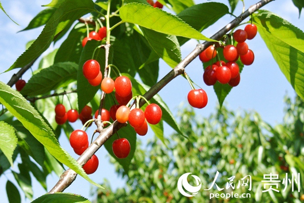 付正軍種植的瑪瑙紅櫻桃進入採收季。彭佑林 攝