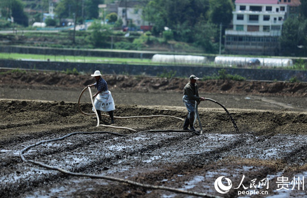 4月12日，農民在玉屏侗族自治縣新店鎮洞坪村生菜種植壩區勞作。胡攀學 攝
