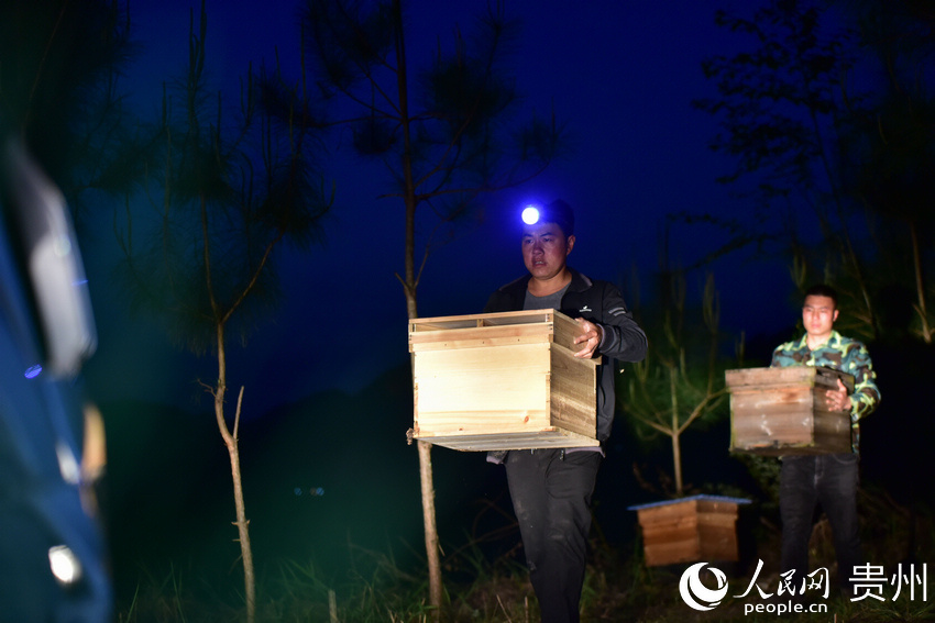 4月12日，在丹寨縣排調鎮甲石村，張秀恆（前）和合作社成員在搬運蜂箱裝車。
