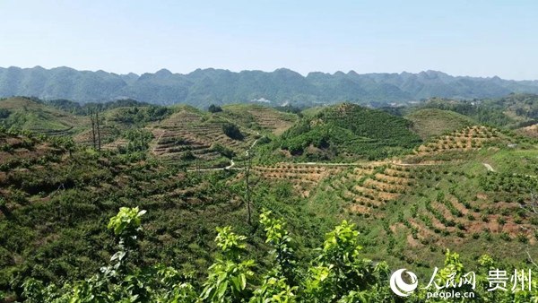 建設后的拉岜花果山萬畝蜜柚示范園。