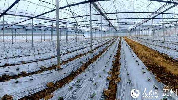 ������С����ɼ�Ӵ�߱�׼�߲˱������ء���ά�� ��