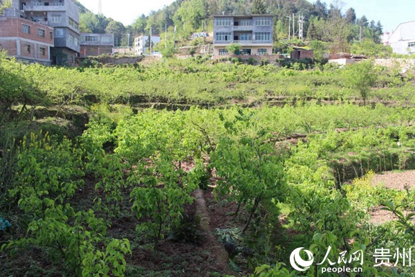 種植的新品種梨樹。陸晨 攝