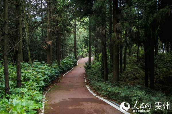 拱攏坪國家森林公園的林間自行車道。陳曦 攝
