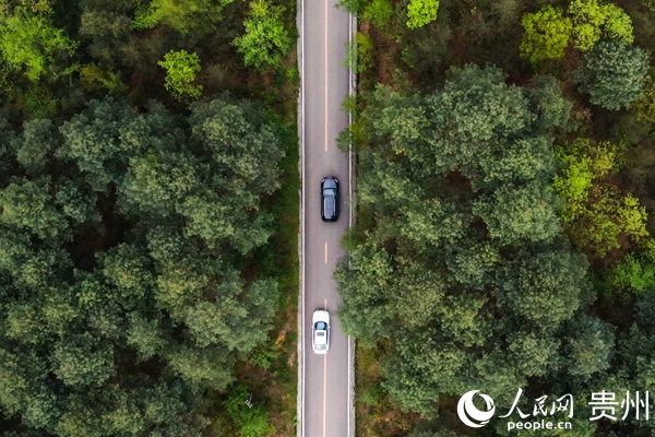 游客驅車行駛在拱攏坪國家森林公園內的公路上。陳曦 攝