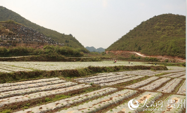 種植產業基地。