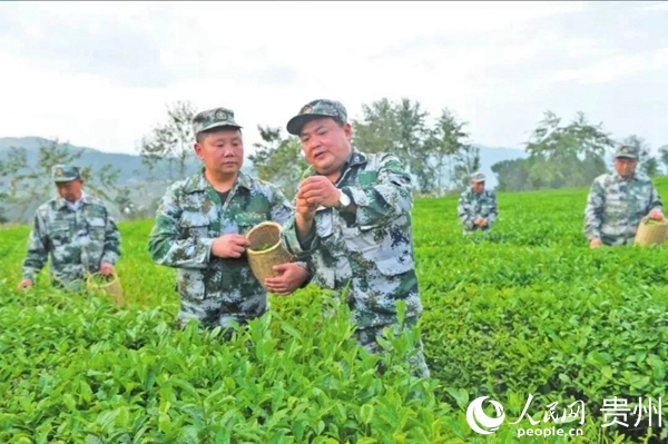 王明禮指導退役軍人志願服務隊員採摘茶青。陳時安 攝