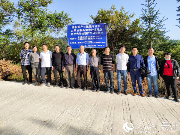 贵州大学油茶产业团队专家在扣麻村油茶低产林改造示范区调研现场