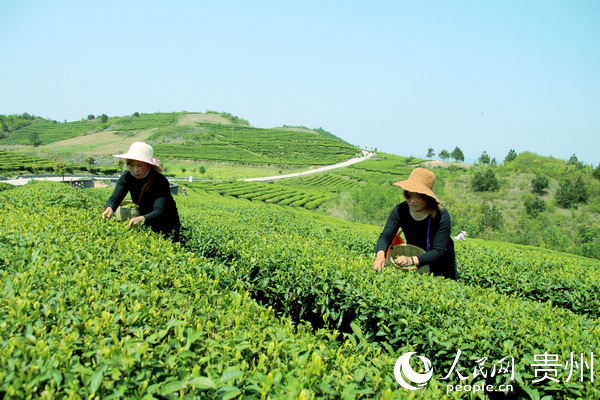 印江縣杉樹鎮何家梁子產業帶茶農採茶忙。梅亞軍 攝