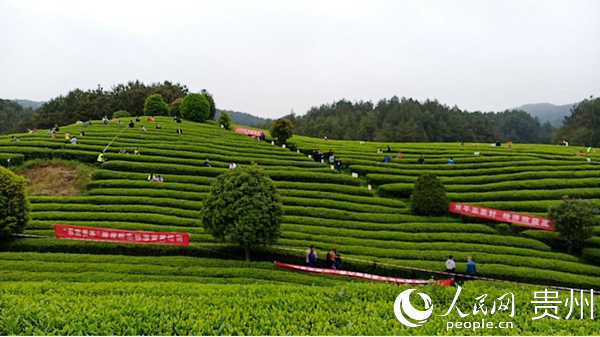 2020年貴州省採茶技能競賽思南選拔賽現場。黎之義 攝