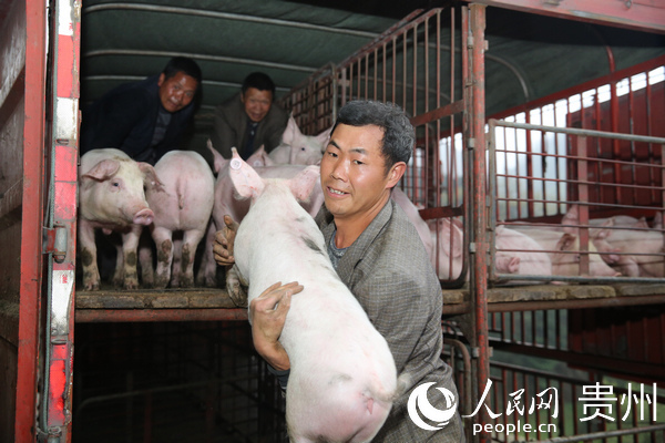 帶動村民發展生態豬養殖