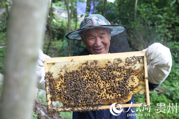 中華蜂養殖項目