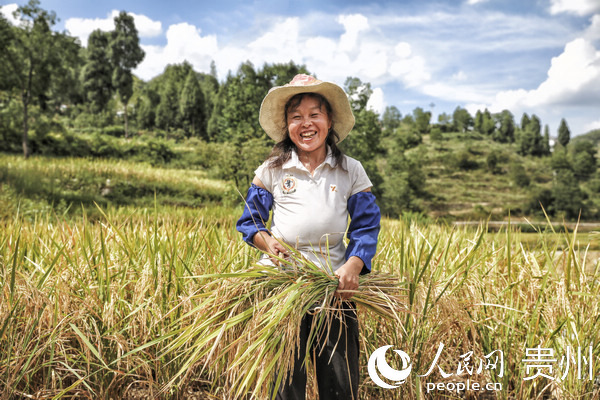 帶動村民開展優質水稻等種植項目