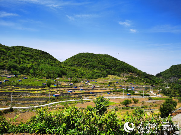 天龍鎮打磨村機耕道（鄒美倫攝）