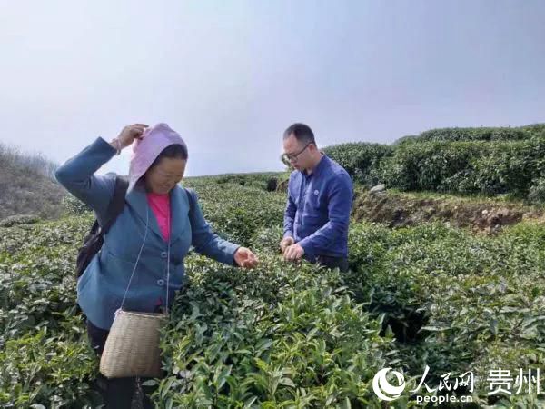 高峰村茶產業。沿河縣融媒體中心提供