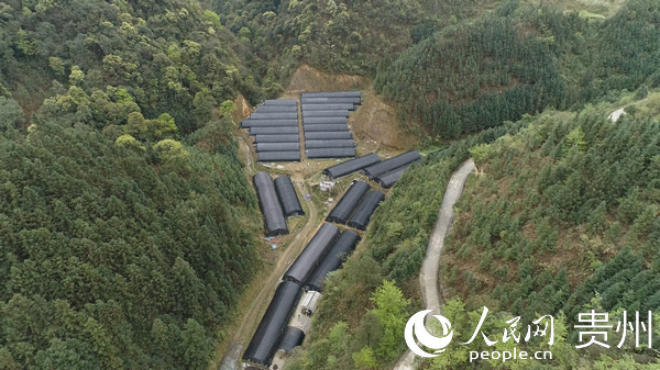 甲料村更折組的石斛基地