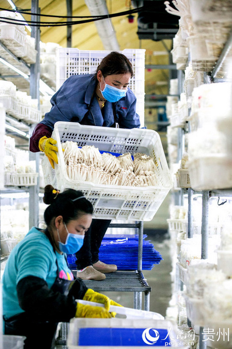 大方縣雪榕公司達溪鎮食用菌基地工人在搬運成熟的食用菌 。羅大富 攝