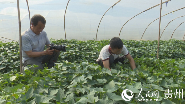 思南縣塘頭壩區紫薯基地裡，平台直播工作人員正在為農戶作農產品生長期展示拍攝技術指導，為產品成熟后直播帶貨作准備。黎之義 攝