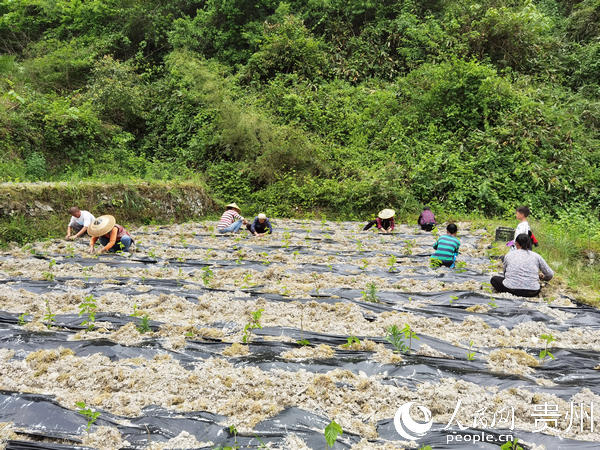 圖為何雲與工人一起在桑園套種辣椒。陳昆 攝