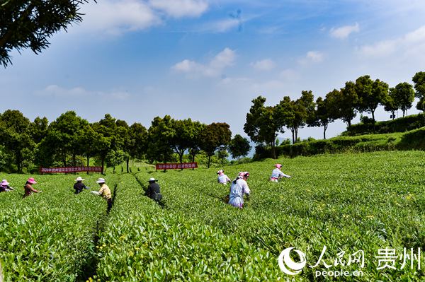 開陽藍芝茶葉基地裡，農民在採摘春茶。