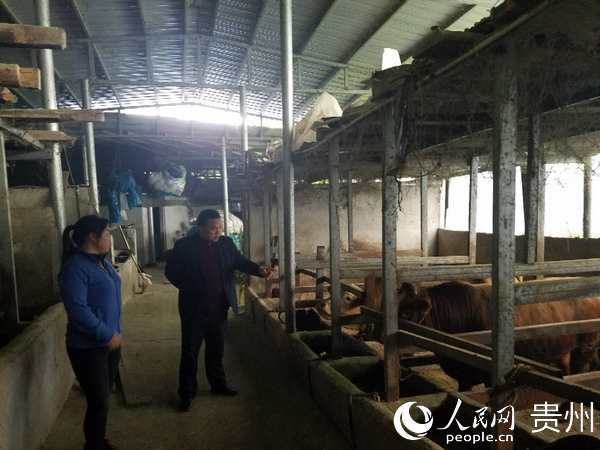 馮子龍（右）走進黃牛飼養場查看貧困農戶飼養情況。陳時安 攝