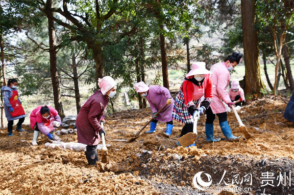 在三棵樹鎮格沖賞朗新寨林下食用菌基地，村民們正在學習種植菌棒。龍文芳 攝