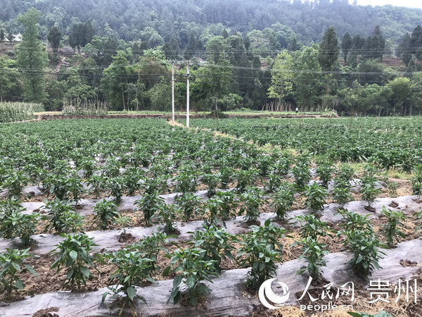 高桥镇两河村辣椒种植基地时下,桐梓县高桥镇青杠,龙爪,鸭塘,斋郎村