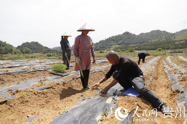 玉丙村：技術人員在指導群眾種植辣椒