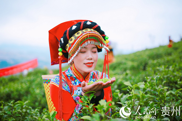 採春茶。七星關融媒體中心供圖
