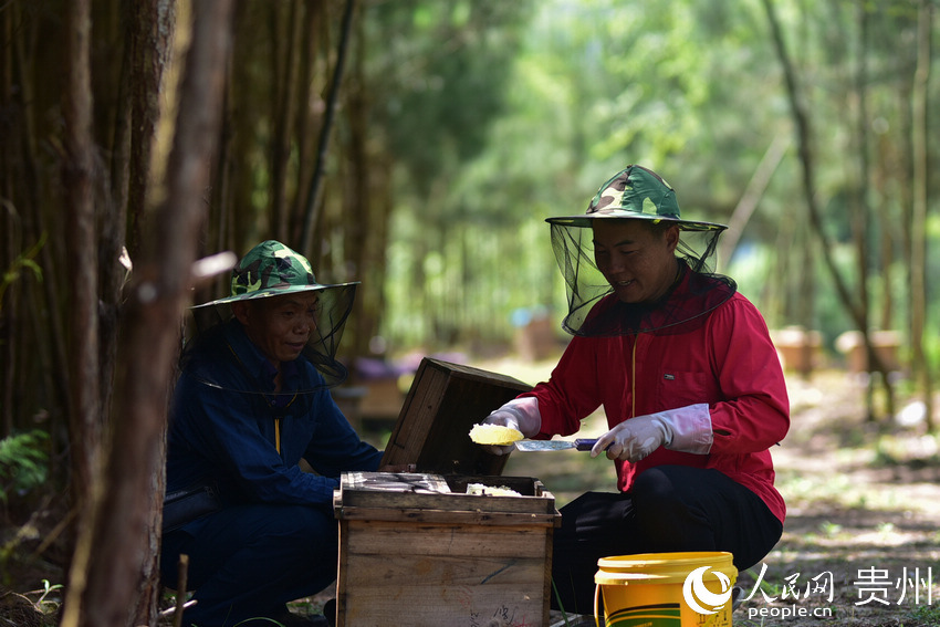 5月18日，在貴州省黔東南苗族侗族自治州丹寨縣排調鎮巫起村林下養蜂基地，村民在採收蜂蜜。