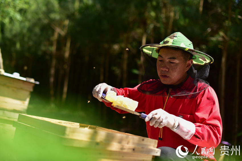 5月18日，在貴州省黔東南苗族侗族自治州丹寨縣排調鎮巫起村林下養蜂基地，村民在採收蜂蜜。