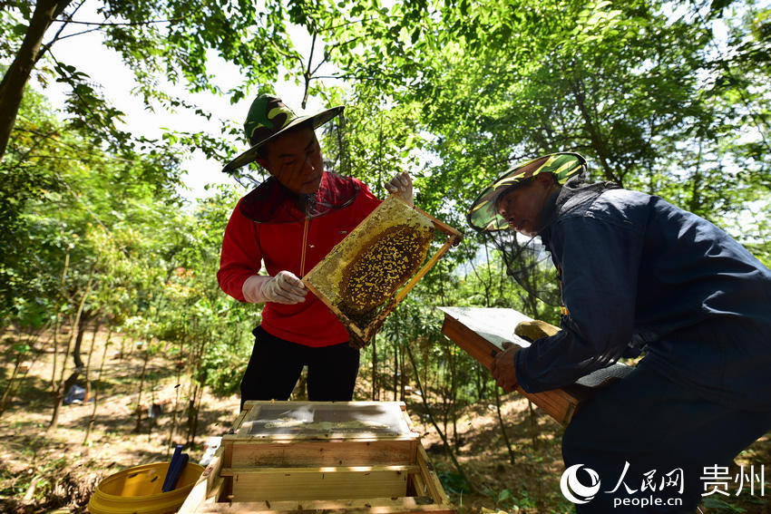 5月18日，在貴州省黔東南苗族侗族自治州丹寨縣排調鎮巫起村林下養蜂基地，村民在查看蜂巢。