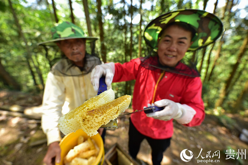 5月18日，在貴州省黔東南苗族侗族自治州丹寨縣排調鎮巫起村林下養蜂基地，村民在展示採收的蜂蜜。