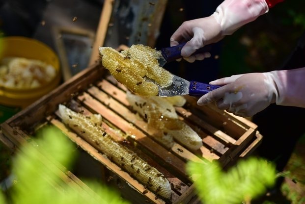 貴州林下養蜂甜蜜增收（高清組圖）