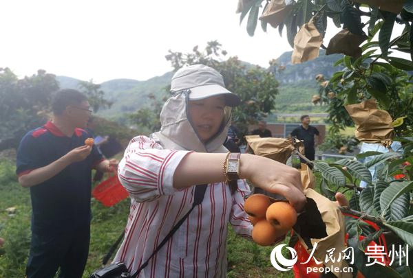 开阳县南江乡富硒枇杷已成熟上市啦。